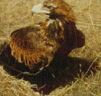 Long Forest Nature Conservation Reserve - Accommodation Georgetown