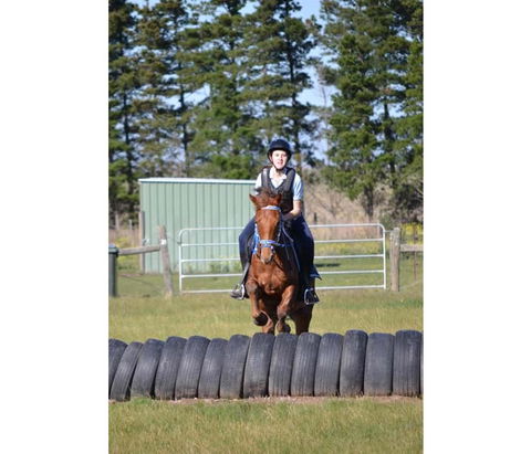 Saddle On Riding School - Accommodation Georgetown 9
