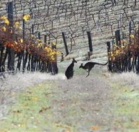 Blue Pyrenees Estate - Accommodation Georgetown
