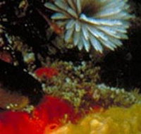 Point Cooke Marine Sanctuary - Accommodation Georgetown