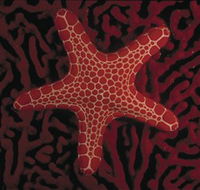 Port Phillip Heads Marine National Park