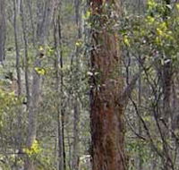 Heathcote-Graytown National Park - Accommodation Georgetown