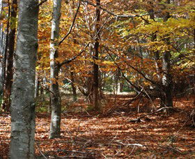 RJ Hamer Arboretum - Accommodation Georgetown 0