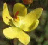 Langwarrin Flora and Fauna Reserve - Accommodation Georgetown