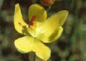 Langwarrin Flora And Fauna Reserve - Accommodation Georgetown 0