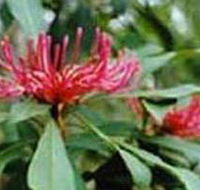 Alfred National Park - Accommodation Georgetown
