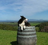 Windy Ridge Vineyard and Winery - Accommodation Georgetown