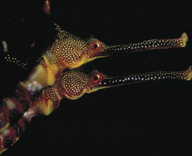 Eagle Rock Marine Sanctuary - Accommodation Georgetown 0