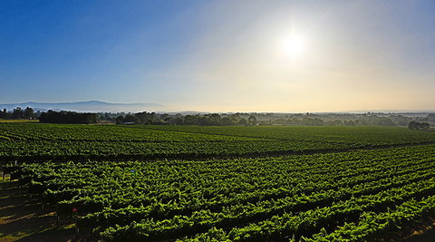 GREENSTONE VINEYARDS - Accommodation Georgetown 0