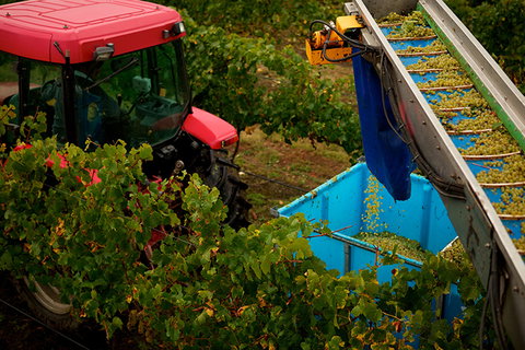 GREENSTONE VINEYARDS - Accommodation Georgetown 3