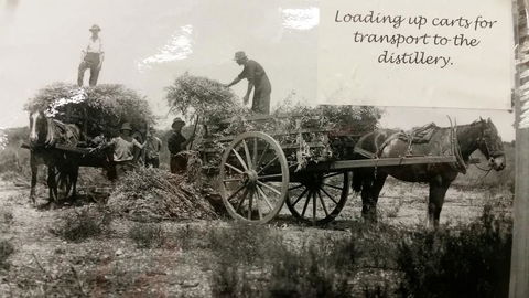 Eucalyptus Distillery Museum - Accommodation Georgetown 4