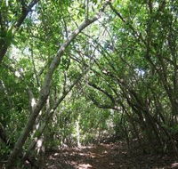 Eucalypt Trail - Accommodation Georgetown