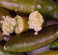 Sandy Creek Olives and Finger Limes - Accommodation Georgetown