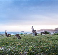 Pebbly Beach - Accommodation Georgetown