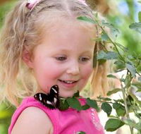 Coffs Harbour Butterfly House - Accommodation Georgetown