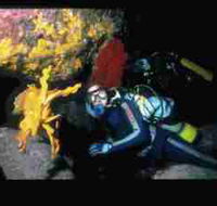 Solitary Islands Marine Park - Accommodation Georgetown