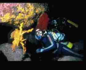 Solitary Islands Marine Park - Accommodation Georgetown 0