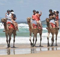 Camel Rides with Coffs Coast Camels - Accommodation Georgetown