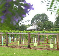 Douglas Vale Historic Homestead  Vineyard - Accommodation Georgetown
