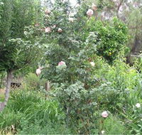 Tombstone Estate Vineyard - Accommodation Georgetown
