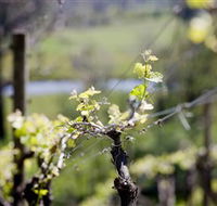 Mount Cole WineWorks - Accommodation Georgetown