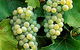 Clover Hill Vineyard - thumb 0