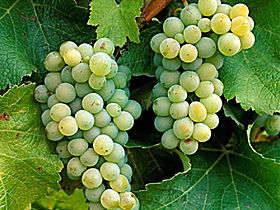 Clover Hill Vineyard - Accommodation Georgetown 0