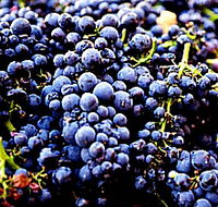 Tolpuddle Vineyard - Accommodation Georgetown