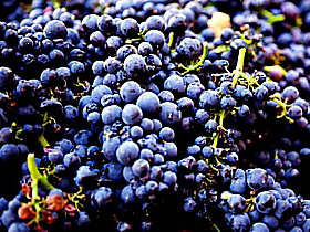 Tolpuddle Vineyard - Accommodation Georgetown 0