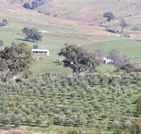 Wymah Organic Olives and Lambs - Accommodation Georgetown