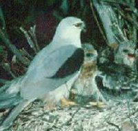 Bushy Park Wetlands - Accommodation Georgetown