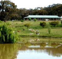 Clearview Alpacas - Accommodation Georgetown