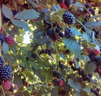 Gunnadoo Berries - Accommodation Georgetown