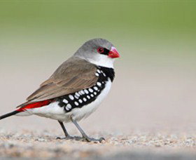 Capertee Valley Bird Trail - Accommodation Georgetown 1