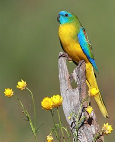 Capertee Valley Bird Trail - Accommodation Georgetown 5