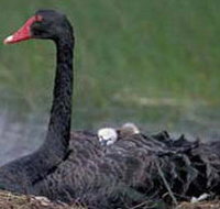 French Island Marine National Park - Accommodation Georgetown