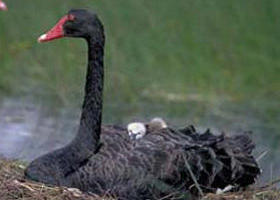 French Island Marine National Park - Accommodation Georgetown 0