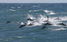  Accommodation Georgetown