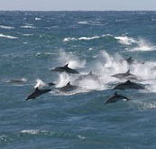 Tamboi Queen Cruises - Accommodation Georgetown