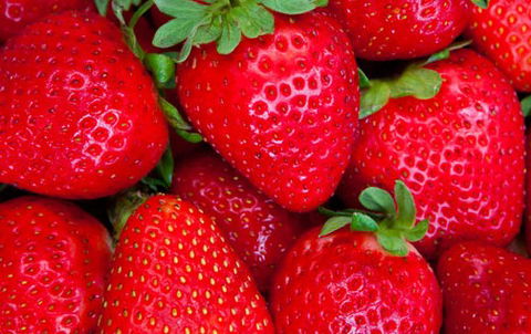 Newcastle City Farmers Markets - Accommodation Georgetown 2