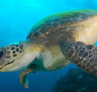 Byron Bay Dive Centre - Accommodation Georgetown