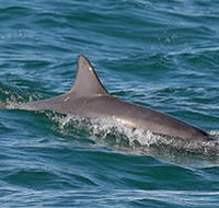 Byron Bay Dolphin Wildlife Tours - Accommodation Georgetown