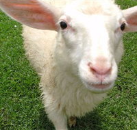 Golden Ridge Animal Farm - Accommodation Georgetown
