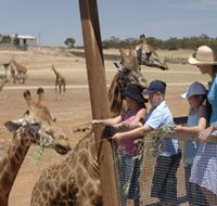 Monarto Open Range Zoo - Accommodation Georgetown