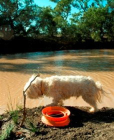 Charleville - 27 Mile Warrego River Fishing Spot - Accommodation Georgetown 0