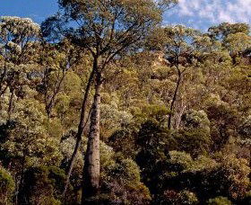 Ka Ka Mundi, Carnarvon National Park - Accommodation Georgetown 0