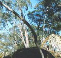 Dergholm State Park - Accommodation Georgetown