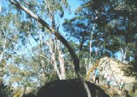 Dergholm State Park - Accommodation Georgetown 0