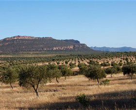 Grampians Olive Co. (Toscana Olives) - Accommodation Georgetown 1
