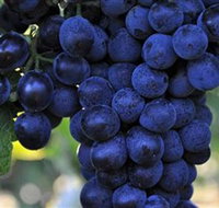 De Bortoli Wines Bilbul - Accommodation Georgetown
